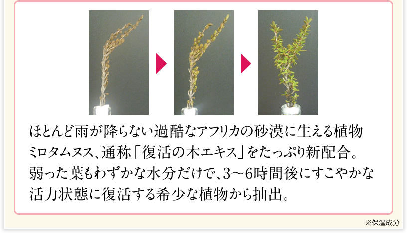 ほとんど雨が降らない過酷なアフリカの砂漠に生える植物ミロタムヌス、通称「復活の木エキス」をたっぷり新配合。弱った葉もわずかな水分だけで、3～6時間後にすこやかな活力状態に復活する希少な植物から抽出。