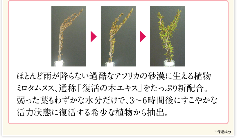 ほとんど雨が降らない過酷なアフリカの砂漠に生える植物ミロタムヌス、通称「復活の木エキス」をたっぷり新配合。弱った葉もわずかな水分だけで、3～6時間後にすこやかな活力状態に復活する希少な植物から抽出。