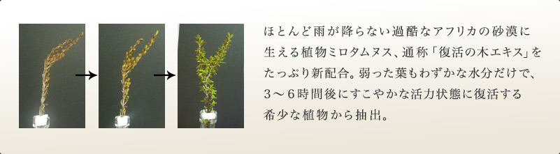 ほとんど雨が降らない過酷なアフリカの砂漠に 生える植物ミロタムヌス、通称「復活の木エキス」を たっぷり新配合。弱った葉もわずかな水分だけで、 3～6時間後にすこやかな活力状態に復活する 希少な植物から抽出。